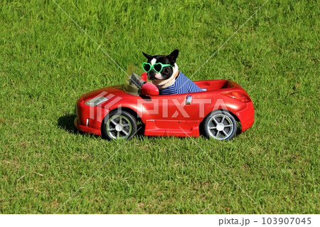 赤いスポーツカーに乗ってるサングラスにボーダーシャツのボストンテリア♡マイティ君 103907045