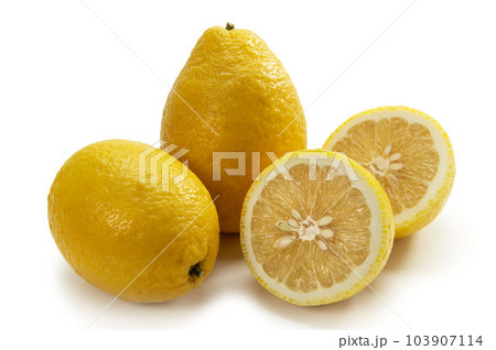 弓削瓢柑 103907114