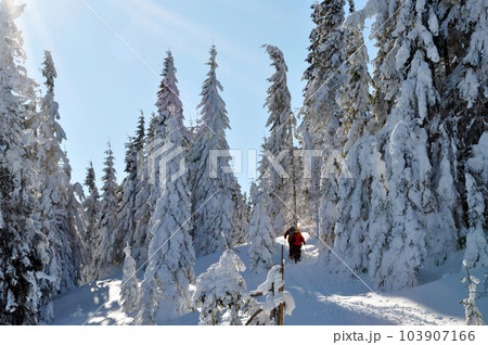 Backcountry skiers enjoying winter first snow Backcountry skiers enjoying winter first snow 103907166