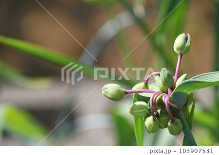 ムラサキツユクサの蕾 103907531