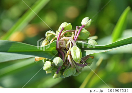 ムラサキツユクサの蕾 103907533