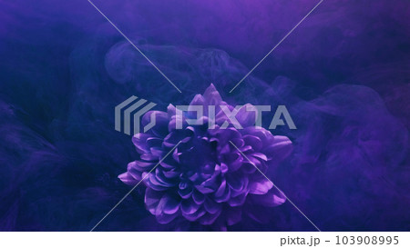 Flower smoke. Paint water. Underwater blossom. Fantasy nature. Blue purple color blooming daisy petals in mist floating abstract art background. Flower smoke. Paint water. Underwater blossom. Fantasy nature. Blue purple color blooming daisy petals in mist floating abstract art background. 103908995