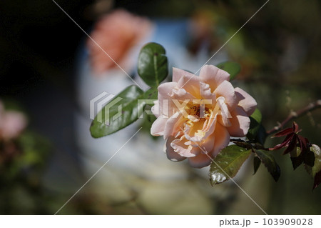 荒尾市　おもやい市民花壇　バラの花、 103909028