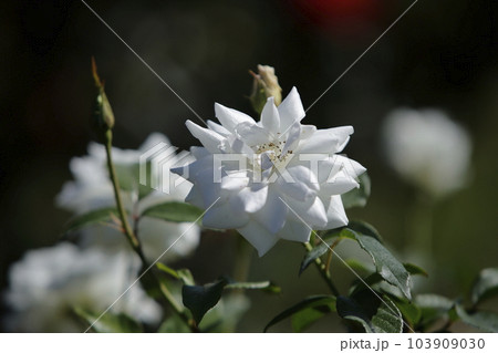 荒尾市 おもやい市民花壇 バラの花、 荒尾市 おもやい市民花壇 バラの花、 103909030