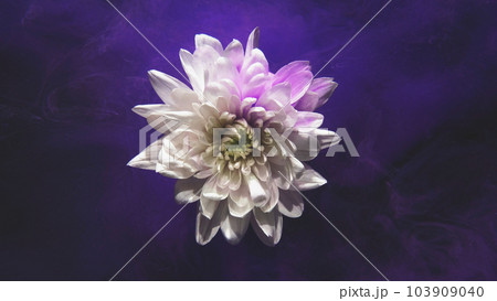 Floral background. Flower smoke. Fantasy nature. Purple color paint mist floating in water over white blooming daisy petals on dark abstract art texture with free space. 103909040