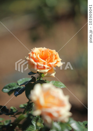 荒尾市 おもやい市民花壇 バラの花、 荒尾市 おもやい市民花壇 バラの花、 103909041