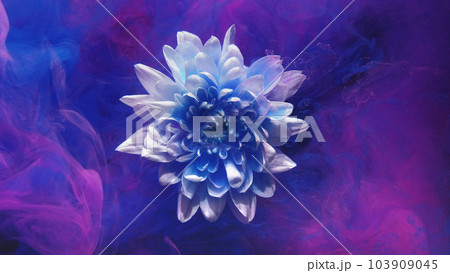 Flower smoke. Underwater petals. Surreal nature. Blue purple pink color paint floating on white blooming daisy abstract art background. 103909045