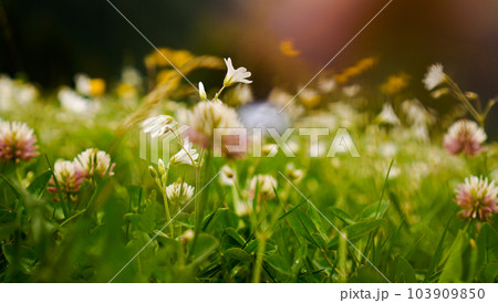 Flower meadow. Blurred spring background. Bright colors, summer mood Flower meadow. Blurred spring background. Bright colors, summer mood 103909850