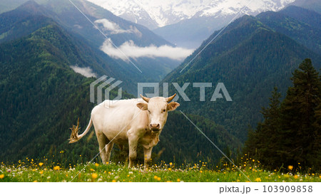 Cows eating fresh grass in mountain valley. Snow-capped mountain peaks 103909858