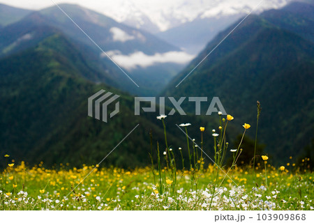 Beautiful flower meadow and snowcapped mountains on a blurred background Beautiful flower meadow and snowcapped mountains on a blurred background 103909868