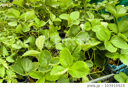 Strawberry seedlings in cups at the market. Strawberry seedlings in cups at the market. 103910928