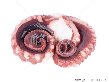 Squid tentacles isolated on white background. Fresh raw gigant squid. 103911593