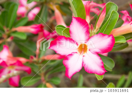 Impala Lily or Desert Rose or Mock Azalea, beautiful pink flower in garden. 103911691