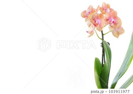ミニ胡蝶蘭 小さい蘭の花 肌色にピンク色 明るい背景 ミニ胡蝶蘭 小さい蘭の花 肌色にピンク色 明るい背景 103911977
