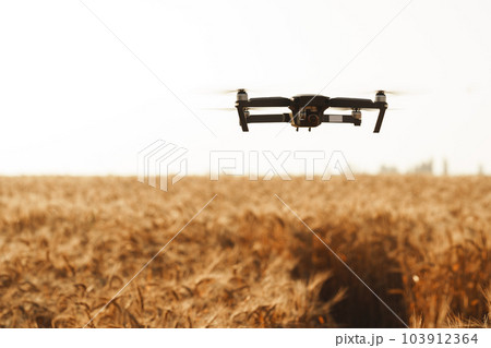 Quadcopter flying above wheat field at sunset 103912364