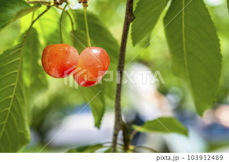 赤く実ったさくらんぼ(佐藤錦) さくらんぼ狩り 山形県東根市 赤く実ったさくらんぼ(佐藤錦) さくらんぼ狩り 山形県東根市 103912489
