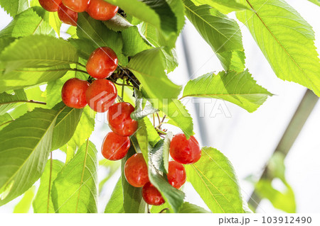 赤く実ったさくらんぼ（佐藤錦）　さくらんぼ狩り　山形県東根市 103912490