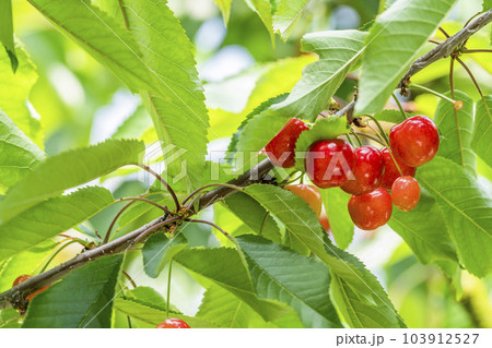 赤く実ったさくらんぼ（佐藤錦）　さくらんぼ狩り　山形県東根市 103912527