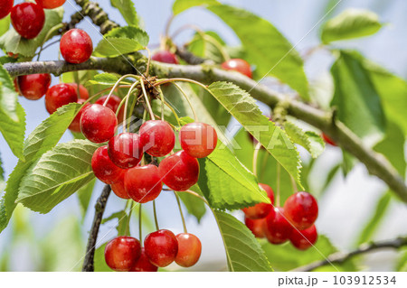 赤く実ったさくらんぼ（佐藤錦）　さくらんぼ狩り　山形県東根市 103912534