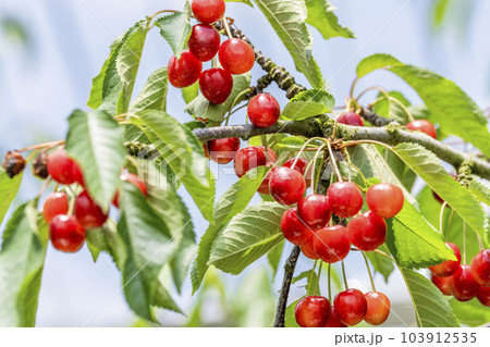 赤く実ったさくらんぼ（佐藤錦）　さくらんぼ狩り　山形県東根市 103912535