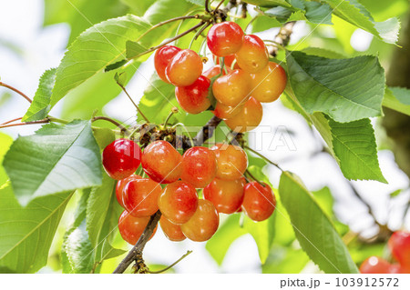 赤く実ったさくらんぼ（佐藤錦）　さくらんぼ狩り　山形県東根市 103912572