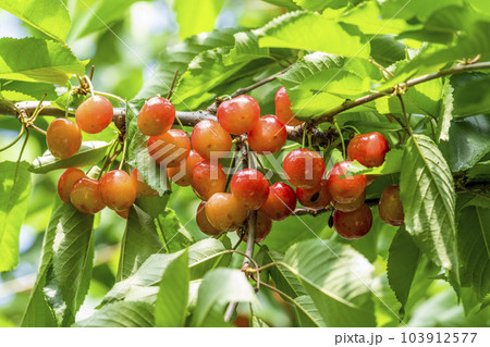 赤く実ったさくらんぼ(佐藤錦) さくらんぼ狩り 山形県東根市 赤く実ったさくらんぼ(佐藤錦) さくらんぼ狩り 山形県東根市 103912577