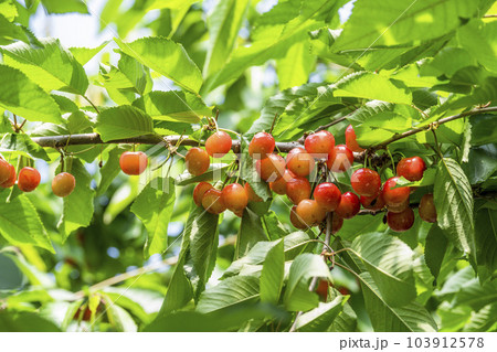 赤く実ったさくらんぼ（佐藤錦）　さくらんぼ狩り　山形県東根市 103912578