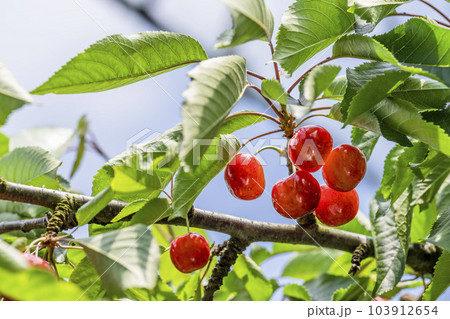 赤く実ったさくらんぼ（佐藤錦）　さくらんぼ狩り　山形県東根市 103912654