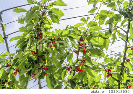 赤く実ったさくらんぼ(佐藤錦) さくらんぼ狩り 山形県東根市 赤く実ったさくらんぼ(佐藤錦) さくらんぼ狩り 山形県東根市 103912656