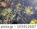 池の中のたくさんのおたまじゃくし 103912687