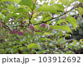 身をつけた梅の木 103912692