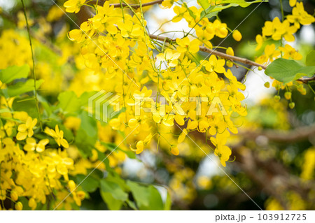 花 フラワー お花 103912725