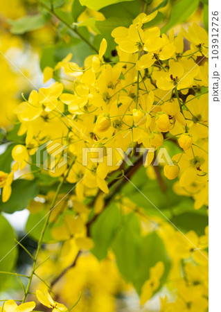 花 フラワー お花 103912726