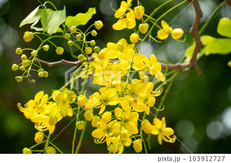 花 フラワー お花 103912727