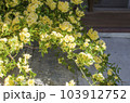 庭に咲く黄色いモッコウバラ 103912752