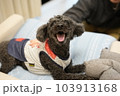 ペット お気に入り 愛玩動物 103913168