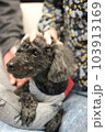 動物 動物学 犬 103913169