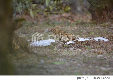 トラツグミ トラツグミ 103913228
