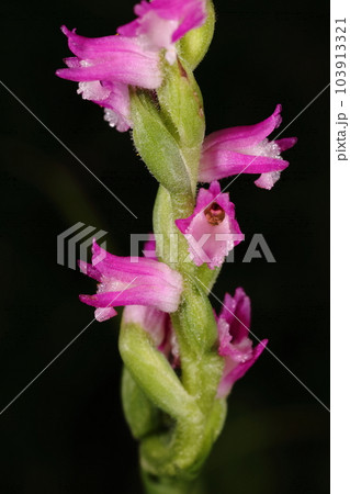 自然 植物 ネジバナ、初夏にあちこちの草原で眼にする小さな野草。身近なラン科の植物です 自然 植物 ネジバナ、初夏にあちこちの草原で眼にする小さな野草。身近なラン科の植物です 103913321