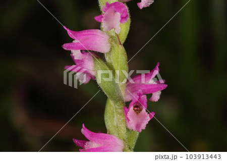 自然 植物 ネジバナ、花序には白い毛があります。花は四~六ミリ、唇弁は白っぽく縁はギザギザ 自然 植物 ネジバナ、花序には白い毛があります。花は四~六ミリ、唇弁は白っぽく縁はギザギザ 103913443