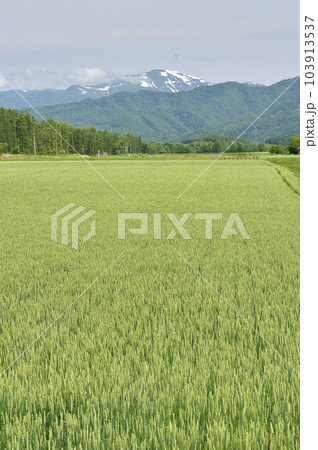 初夏の北海道今金町で秋まき小麦畑の風景を撮影 103913537