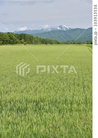 初夏の北海道今金町で秋まき小麦畑の風景を撮影 初夏の北海道今金町で秋まき小麦畑の風景を撮影 103913538