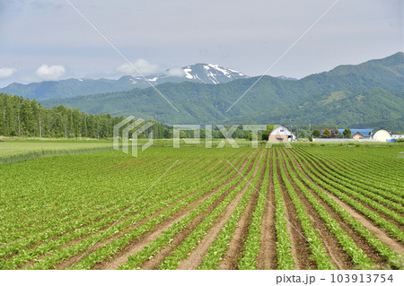 初夏の北海道今金町でビート畑の風景を撮影 初夏の北海道今金町でビート畑の風景を撮影 103913754