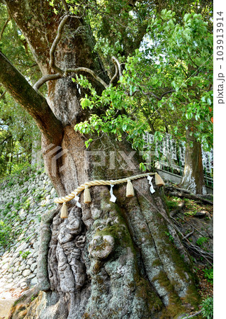 長島神社の御神木の大楠 【三重県北牟婁郡紀北町】 長島神社の御神木の大楠 【三重県北牟婁郡紀北町】 103913914