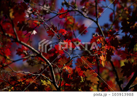 日本のもみじの紅葉の風景。 103913988