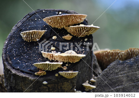 Saucer Fungus grown over a wood log, Dandeli, Karnataka, India Saucer Fungus grown over a wood log, Dandeli, Karnataka, India 103914012