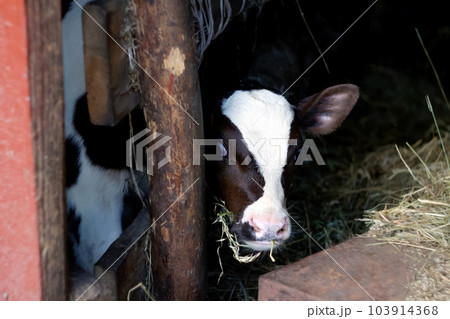 A curious and hungry baby calf is portrayed in a barn, its focus on eating hay. The brown chocolate-colored calf stands with an expression that seems either surprised or scared 103914368