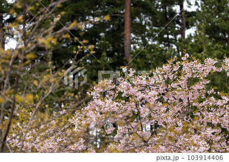 早咲きの大漁桜 103914406