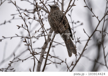 早咲きの大漁桜とヒヨドリ 103914424