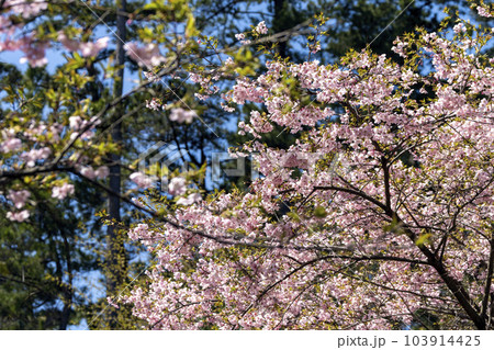 早咲きの大漁桜 103914425